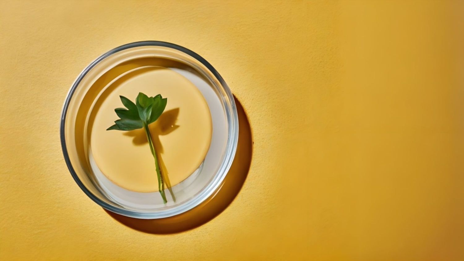A transparent petri dish containing a natural herbal leaf, displayed against a yellow background